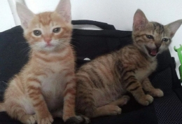 “宅”得住也是一种境界!怎样在八字中判断您是好动还是好静?