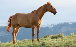 命理学理论的“吊”、“遁”,以及“真”