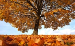 事业看天干，与大运重地支的说法相矛盾吗？