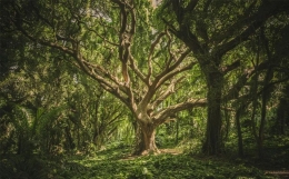 财星虽旺不应取！一位“财旺身弱”网友的八字分析