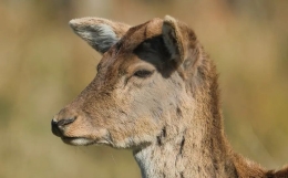 大利事业之年，这样的流年“利见大人”！
