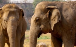 为什么官杀、印、财、食伤不会去“劫财”？