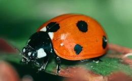 今天，我要“毒舌”点评一位成功女性的八字！