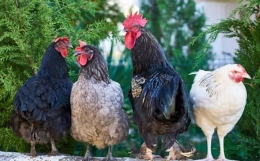 原来不止我一个！50%+ 的人都困惑的难题：出生时间不准，八字如何解读？