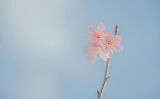 你相信这个命运等式吗？男人财运好≈桃花旺，女人事业运旺≈感情好