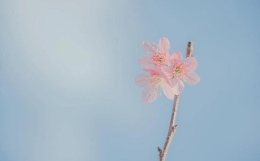 你相信这个命运等式吗?男人财运好≈桃花旺,女人事业运旺≈感情好