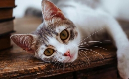 怎么确定八字“喜忌”?《渊海子平》和《子平真诠》是这么说的