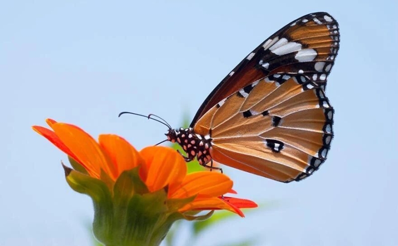 千万不要忽视蝴蝶效应！ 相对于大运，为什么流年的影响更大？