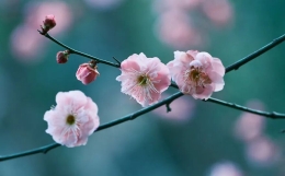 你至今未婚,也许并不是因为桃花弱